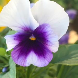 Meet your Posher, Kandy